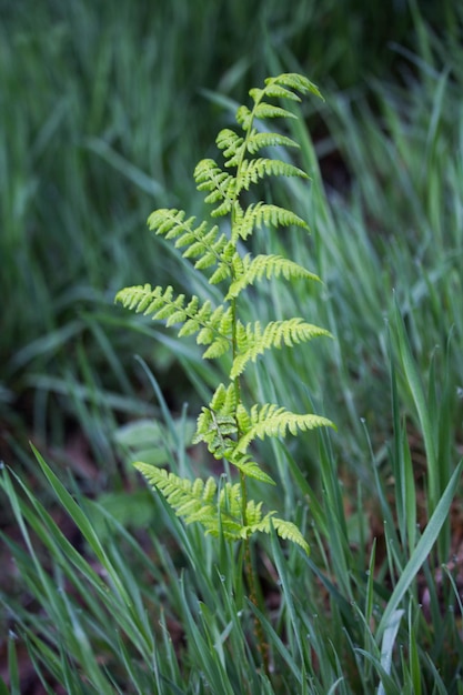 Close-up of plants growing on field