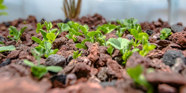 Close-up of plants growing on field