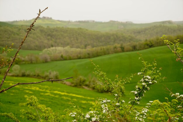 Foto close-up di piante che crescono sul campo