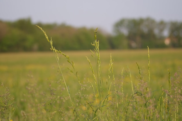 Close-up of plants growing on field