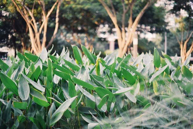 Close-up of plants growing on field