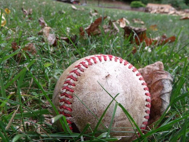 Photo close-up of plants growing on field