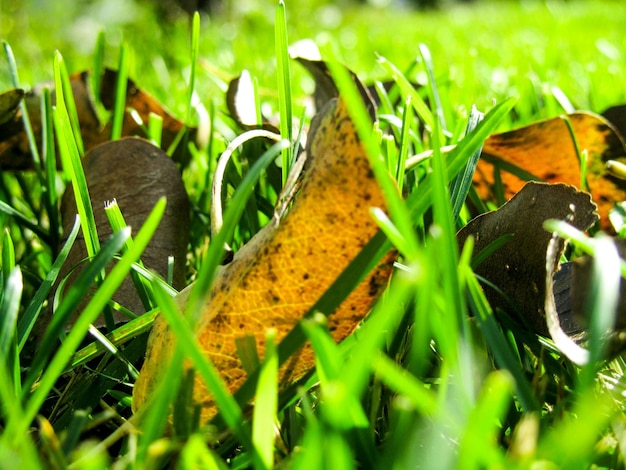 Photo close-up of plants growing on field