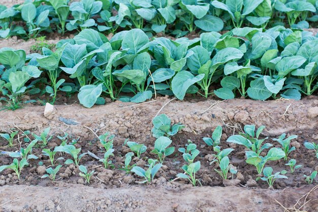 Photo close-up of plants growing on field