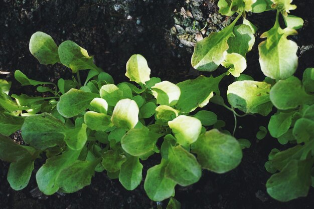 Close-up of plants growing on field