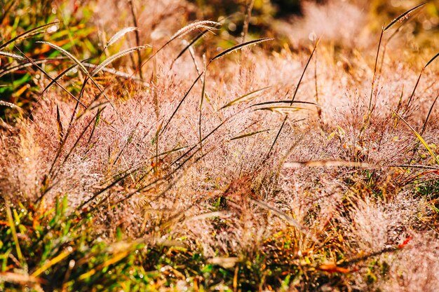 畑で育つ植物のクローズアップ