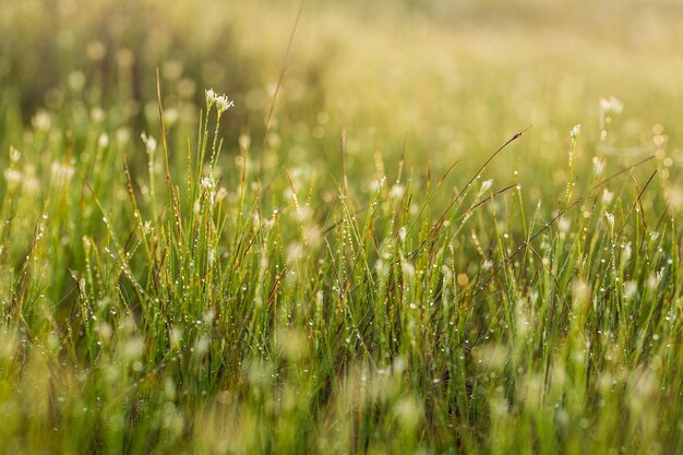 Photo close-up of plants growing on field