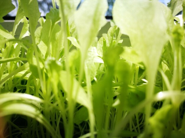 Close-up of plants growing in field