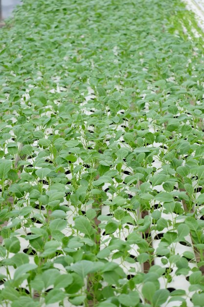 Close-up of plants growing on field