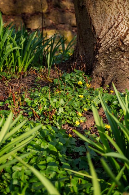 Close-up of plants growing on field