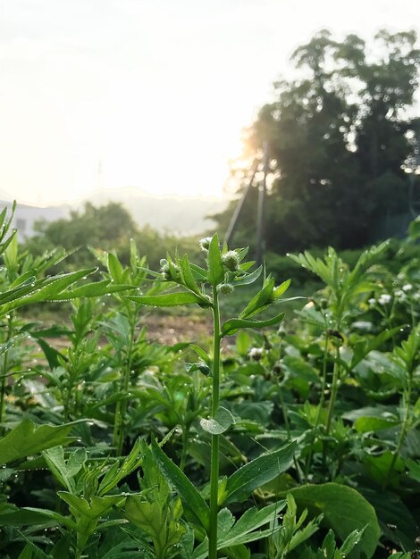 Close-up of plants growing in field