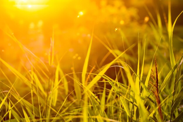 Foto close-up di piante che crescono sul campo