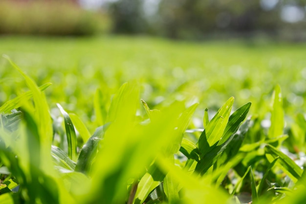 Close-up of plants growing on field