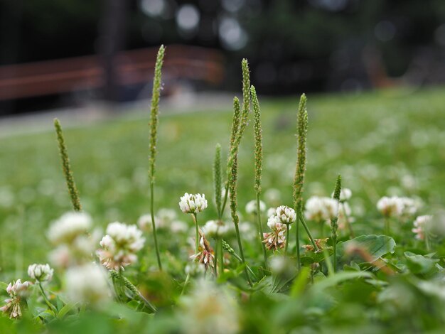 Close-up of plants growing on field