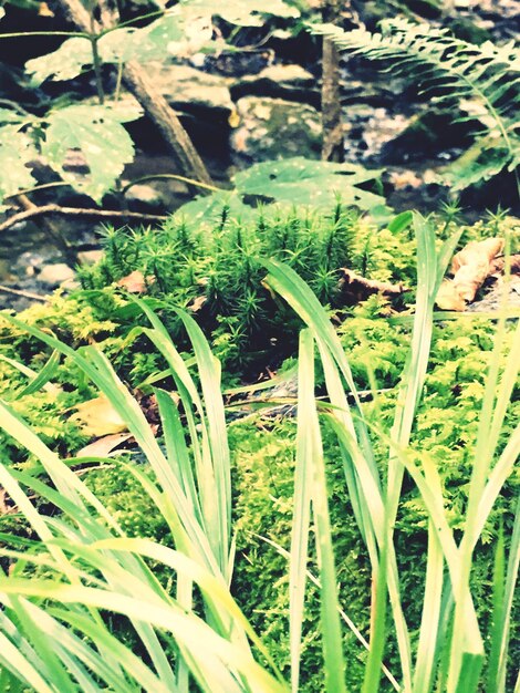 Close-up of plants growing on field