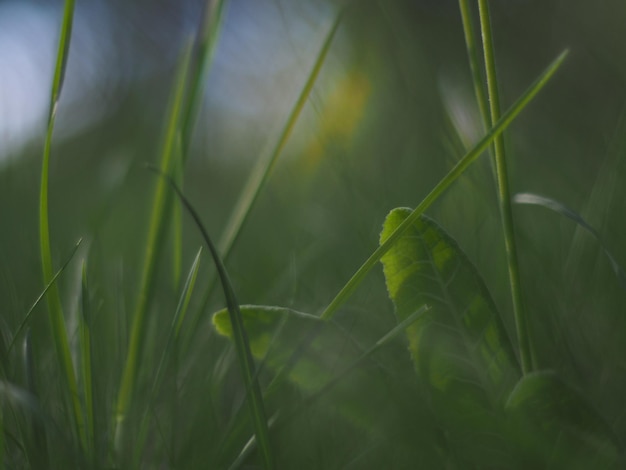 畑で育つ植物のクローズアップ