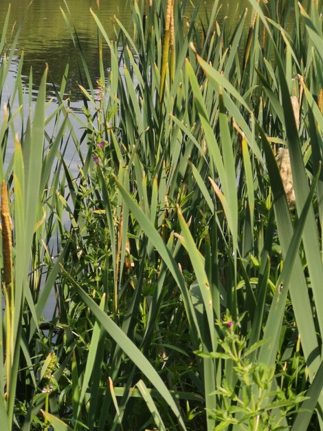 Close-up of plants growing on field