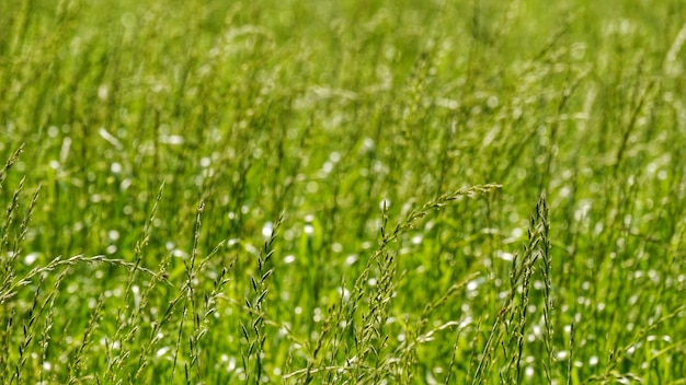 Foto close-up di piante che crescono in campo