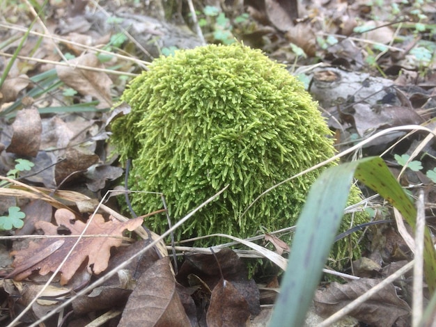 Close-up of plants growing on field