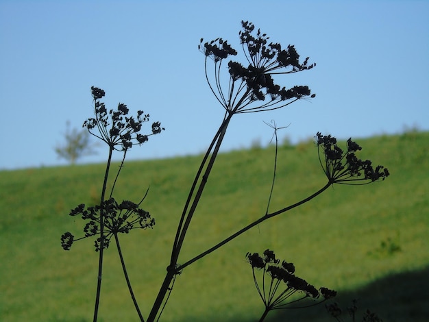 Foto close-up di piante che crescono sul campo