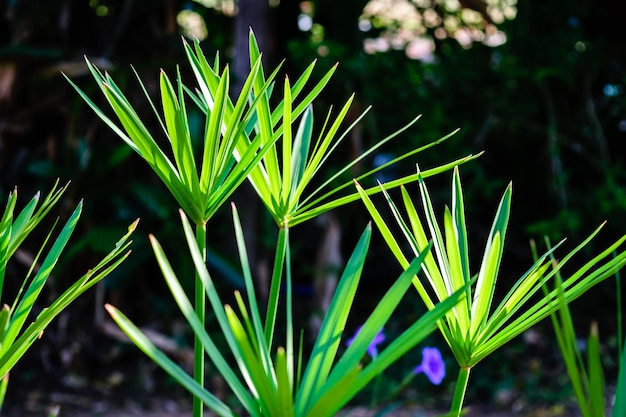 畑で育つ植物のクローズアップ
