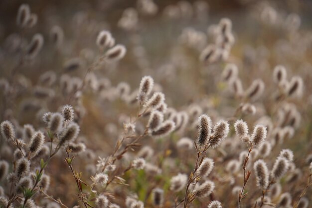 Foto close-up di piante che crescono sul campo