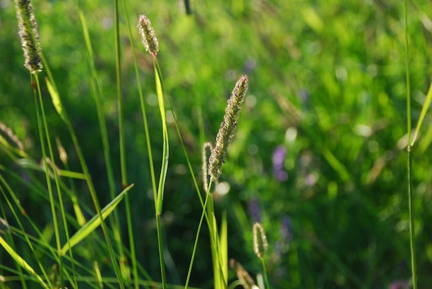 Photo close-up of plants growing on field