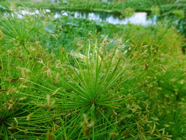 Close-up of plants growing on field