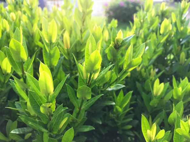 Photo close-up of plants growing on field