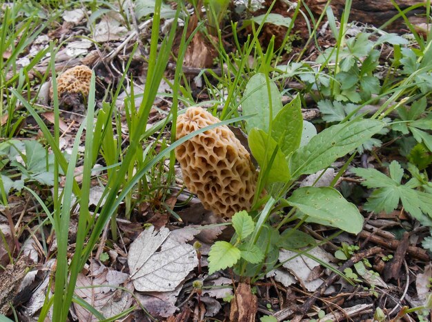 Close-up of plants growing on field