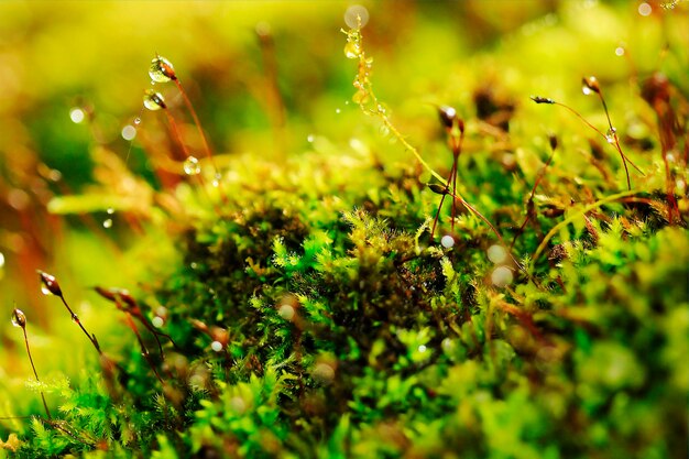 Close-up of plants growing on field