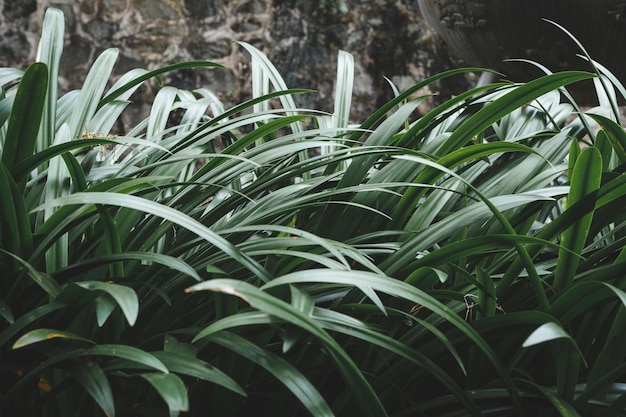 畑で育つ植物のクローズアップ