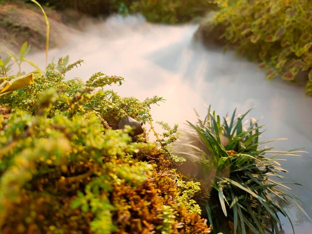 Photo close-up of plants growing on field