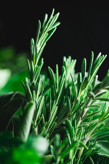 畑で育つ植物のクローズアップ