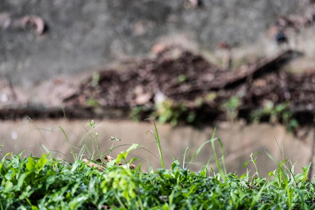 Foto close-up di piante che crescono sul campo