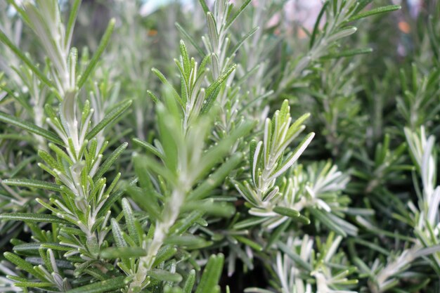 Close-up of plants growing in field