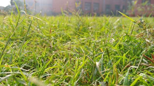 Foto close-up di piante che crescono sul campo