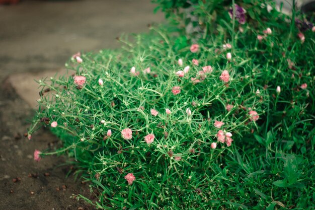 畑で育つ植物のクローズアップ