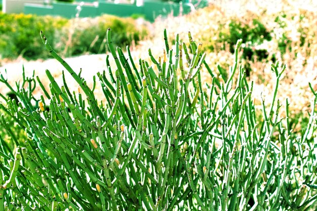 Photo close-up of plants growing on field