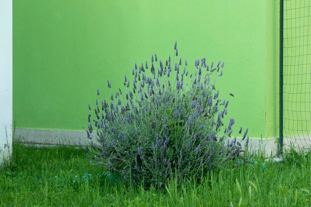 Close-up of plants growing on field