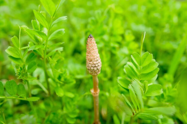 Foto close-up di piante che crescono sul campo