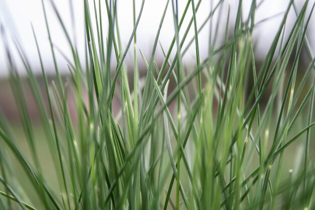 畑で育つ植物のクローズアップ