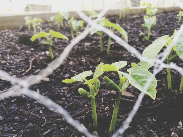 Photo close-up of plants growing on field