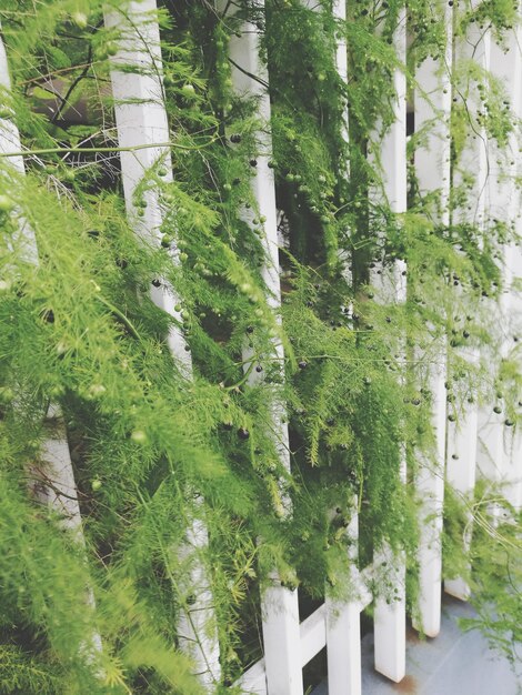 Close-up of plants growing in forest