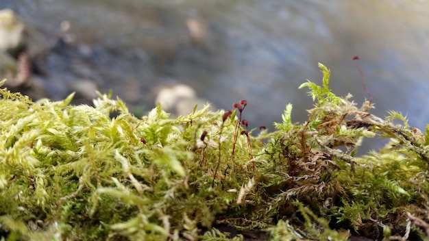 Close-up of plants growing in garden