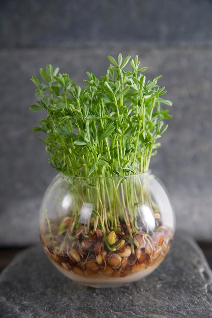 Close-up of plants growing in glass bowl