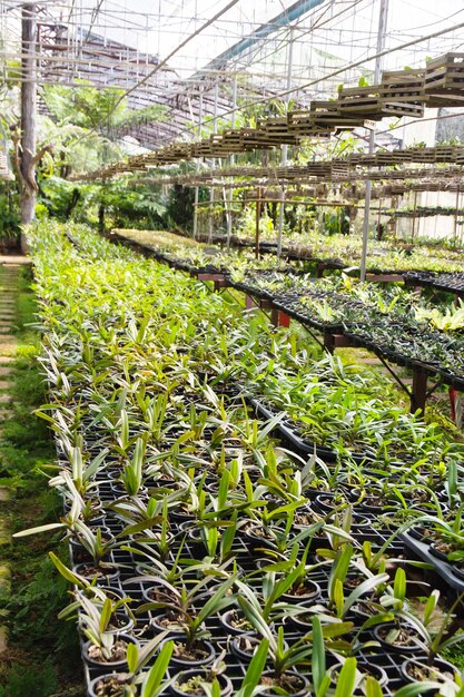 Photo close-up of plants growing in greenhouse