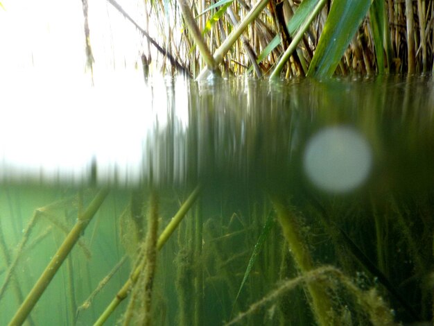 Photo close-up of plants growing in lake