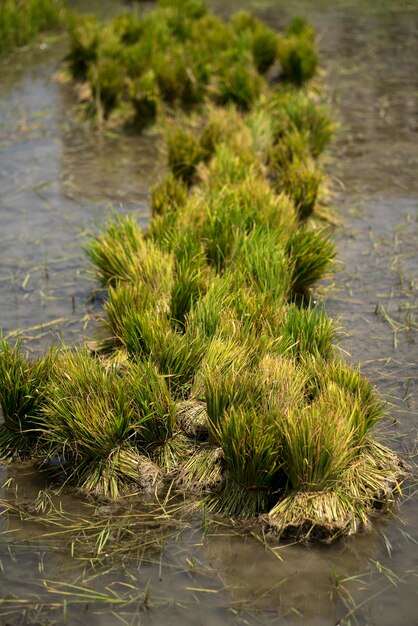 Foto close-up di piante che crescono nel lago