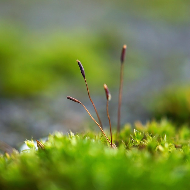 Photo close-up of plants growing on land